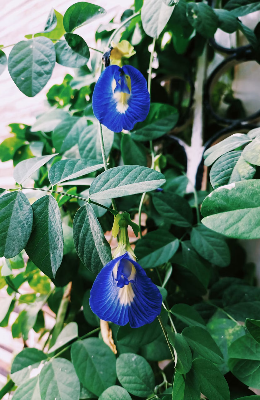 aparajita plant in monsoon care tips