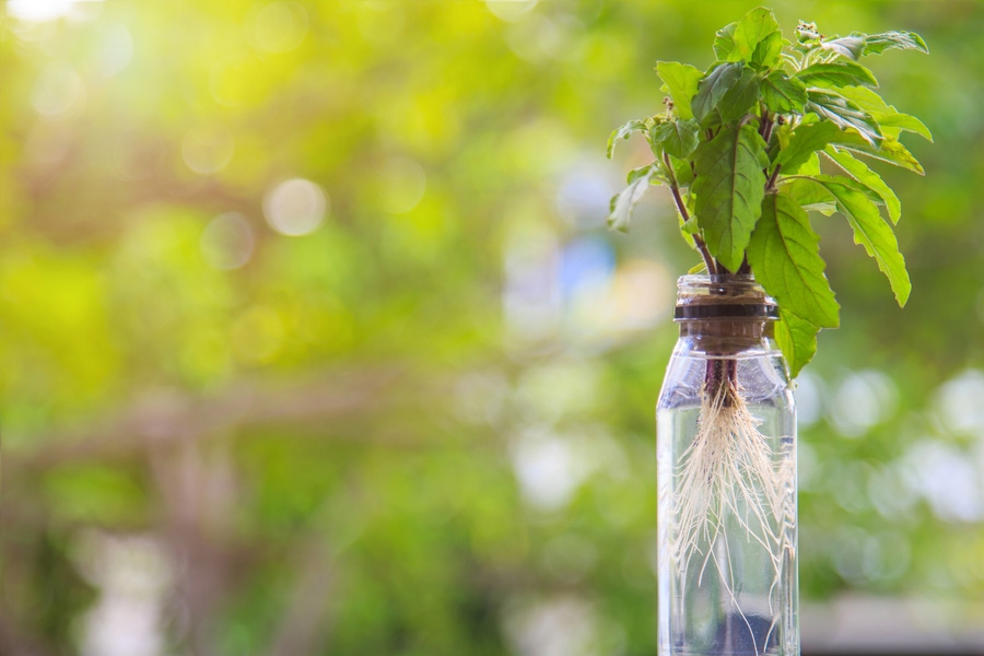 basil plant bottle
