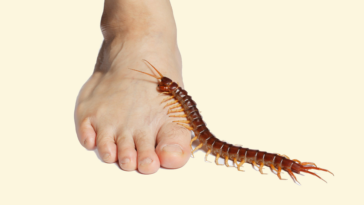 centepede dream meaning