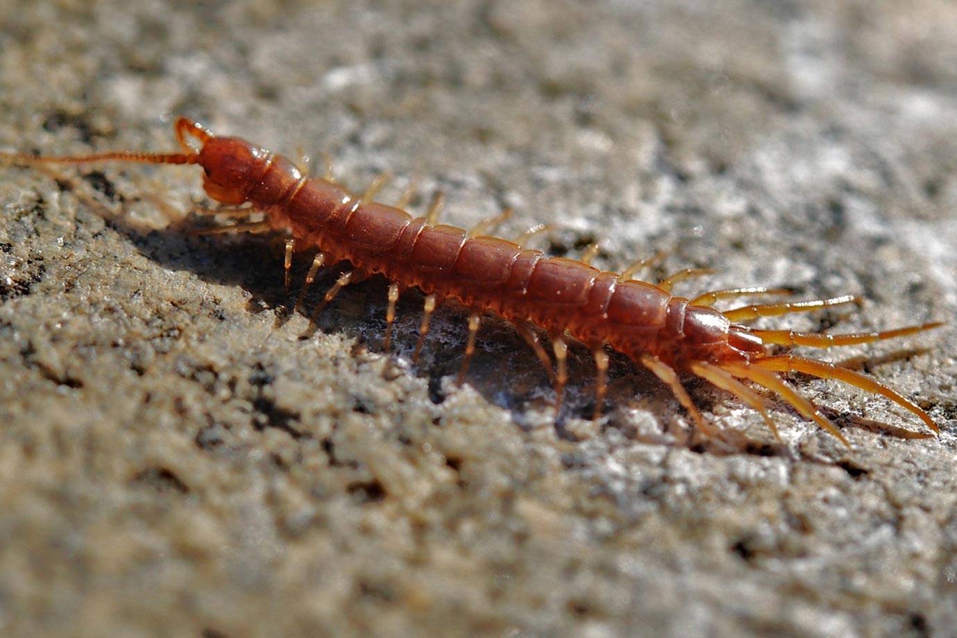 dead centepede in dream meaning