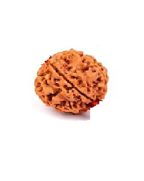 ek mukhi rudraksha kise pahnna chahiye