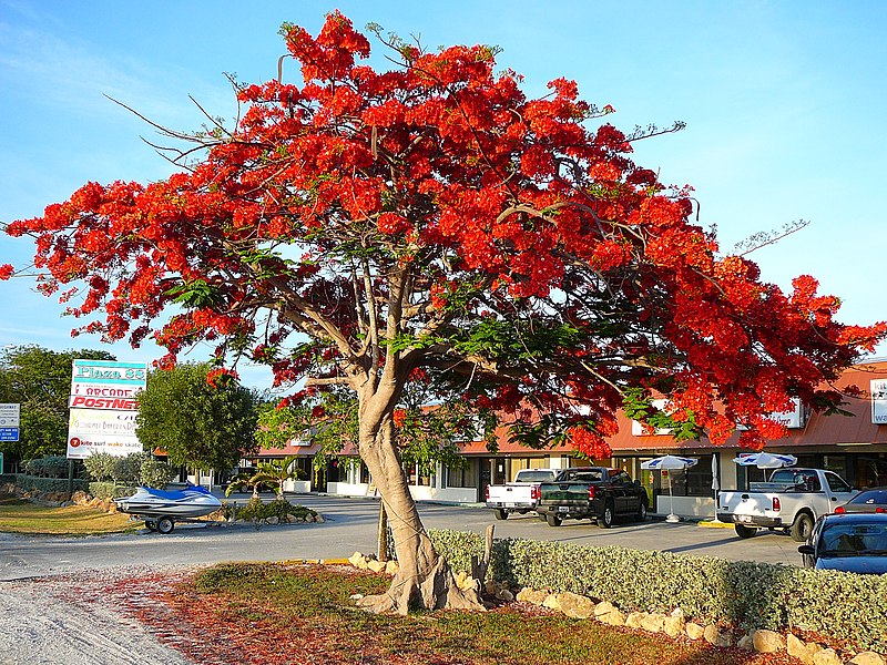 gulmohar tree