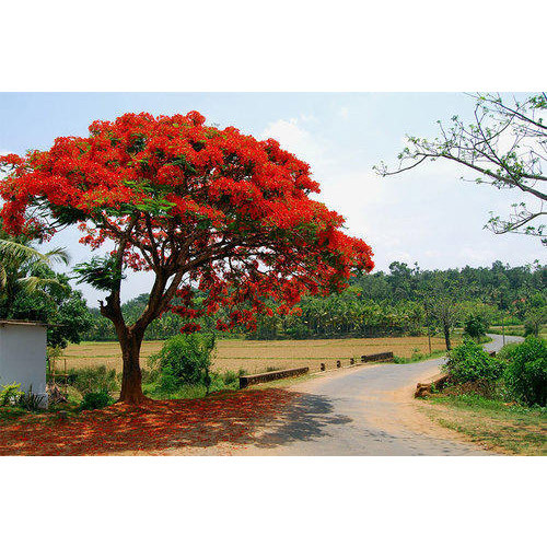 gulmohar tree