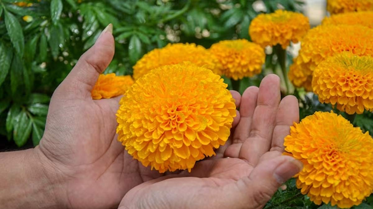 how to care marigold plants in monsoon