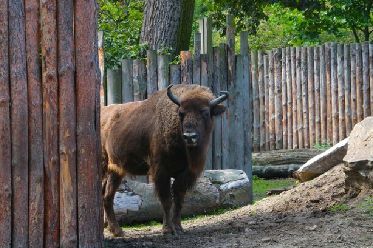 how to plan an adventure trip for kabini forest ()