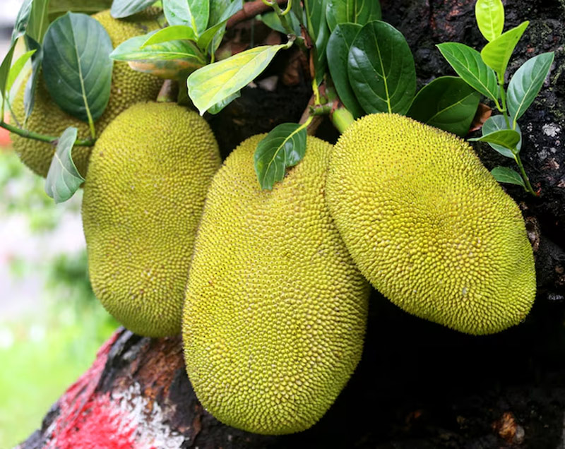 kathal aka jackfruit name in Sanskrit
