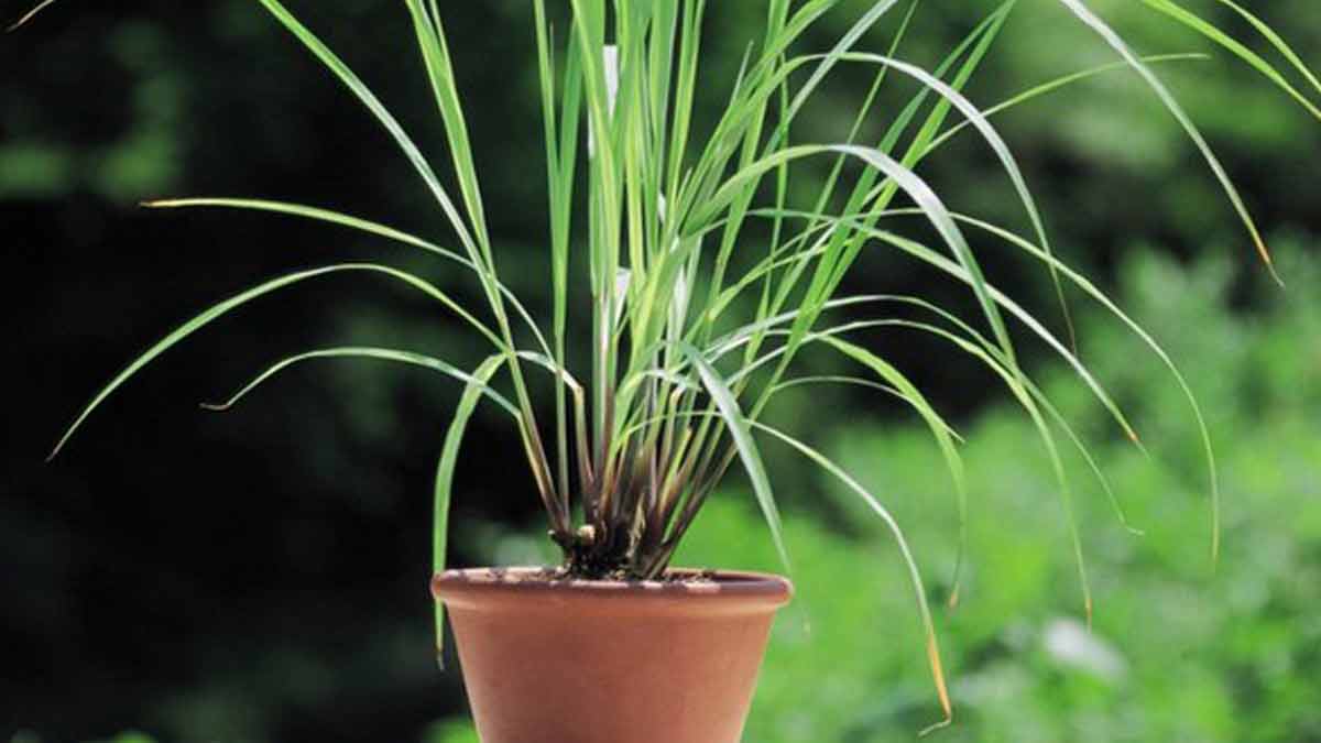 lemongrass plant in rainy season