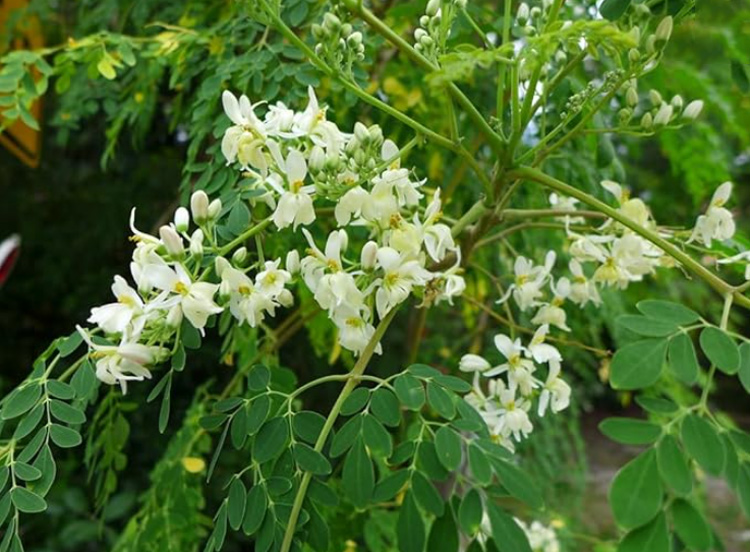 moringa plant