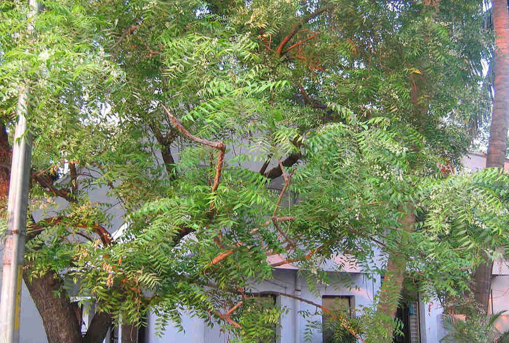 neem tree as per astrology zodiac