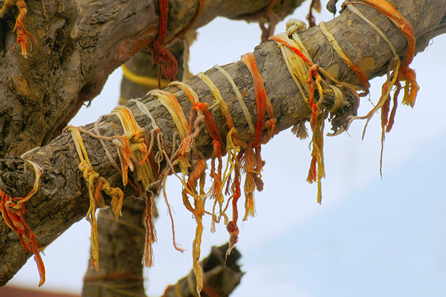 peepal tree astrology for tying thread