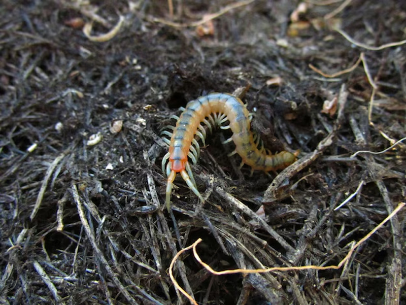 remedies to get rid of centipedes