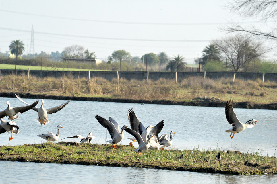 sultanpur bird sanctuary