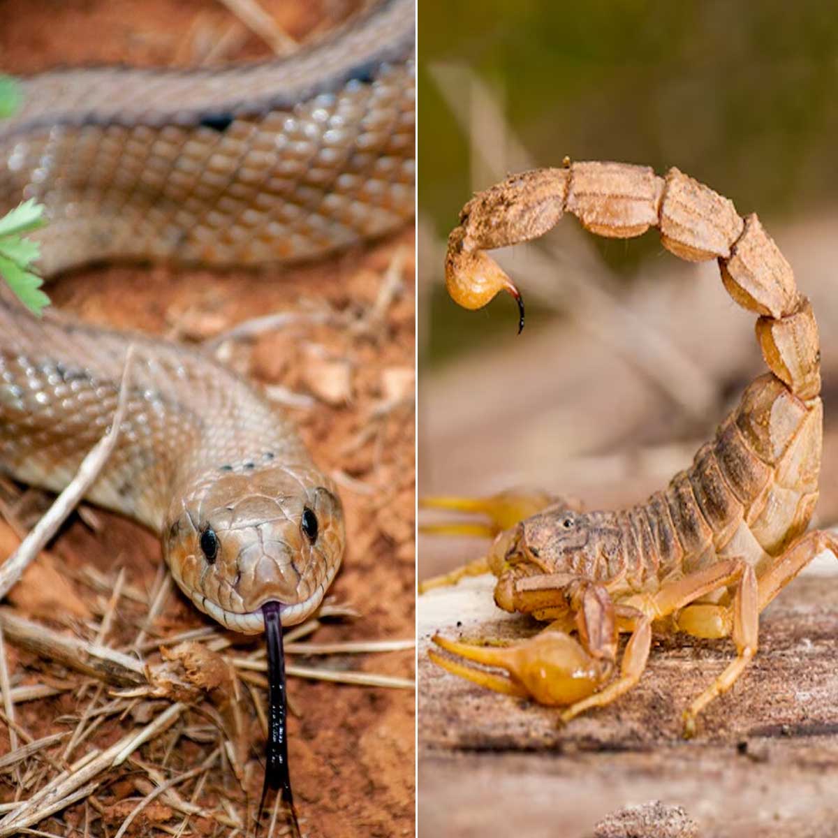 tips to get rid of snakes and scorpions