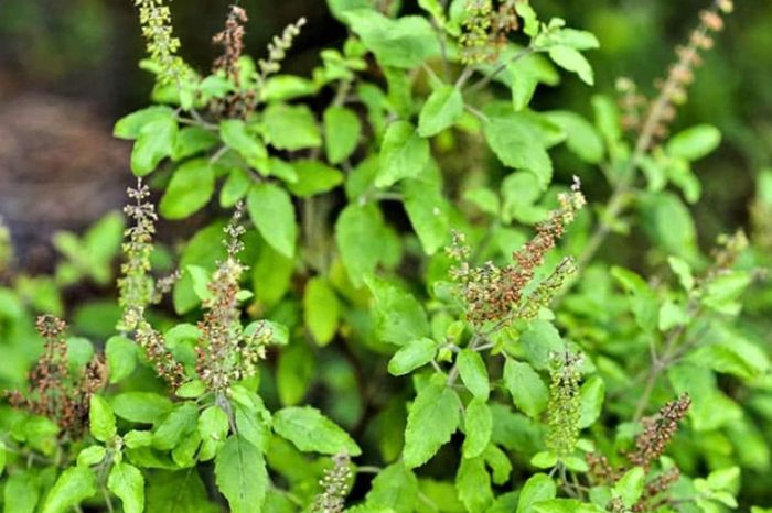 tulsi kadha or kasayam health benefits in monsoon