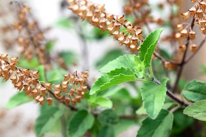tulsi plant benefits at home