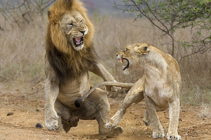 which photo should not be placed at home