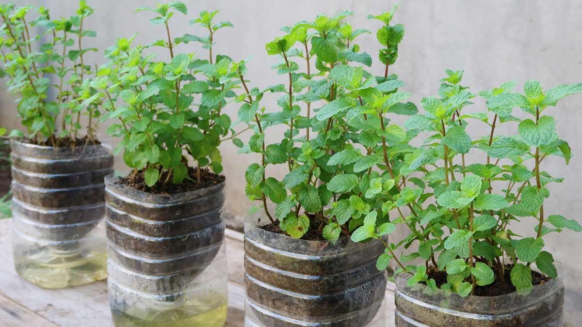 which plants are suitable for planting in plastic bottles