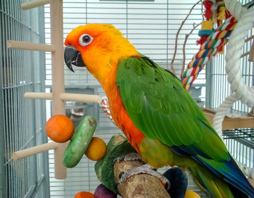 Right Direction To Keep Parrot Pet In Your Home As Per Vastu