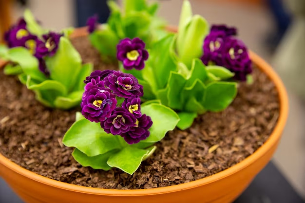 Simple Way To Care plants in monsoon