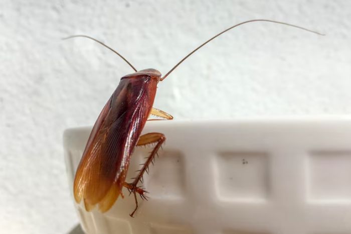 cockroaches inside