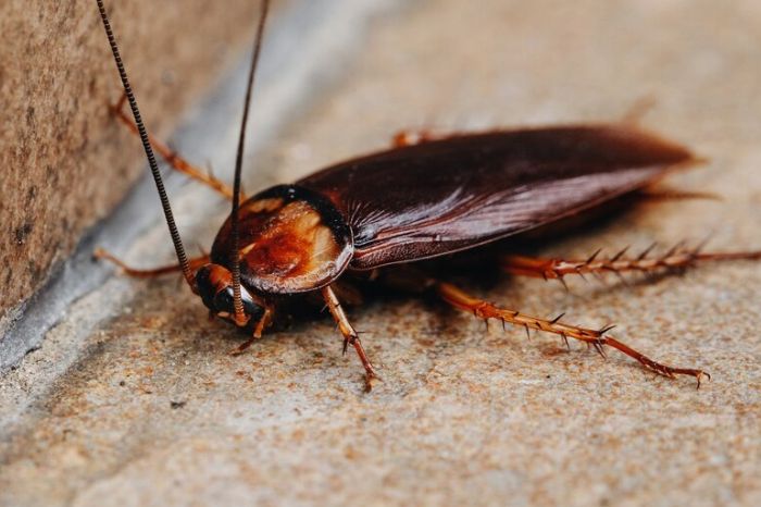 cockroaches new inside