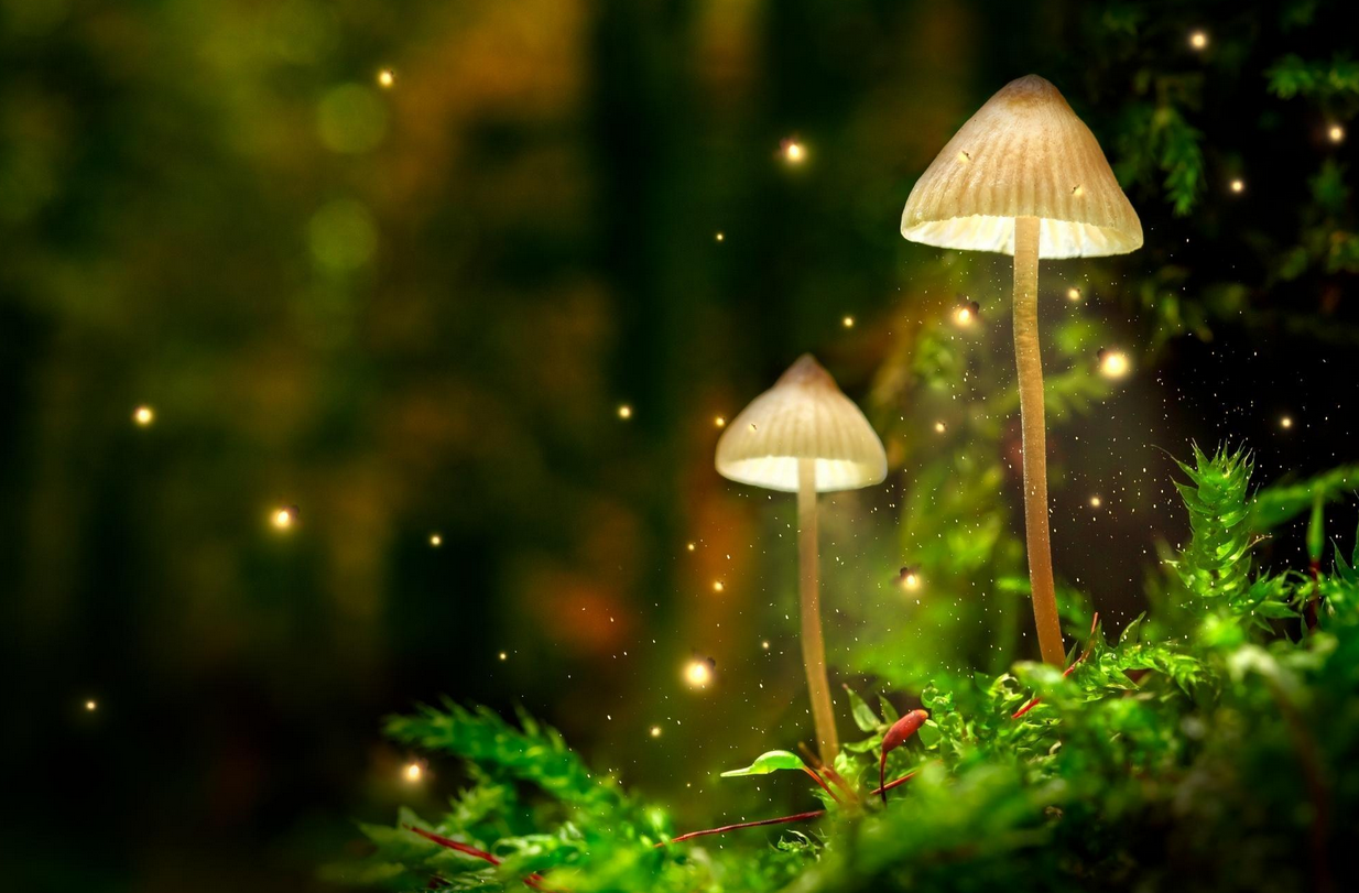 glowing forest india