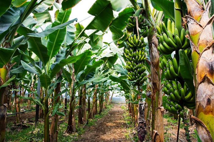 health benefits of banana stem