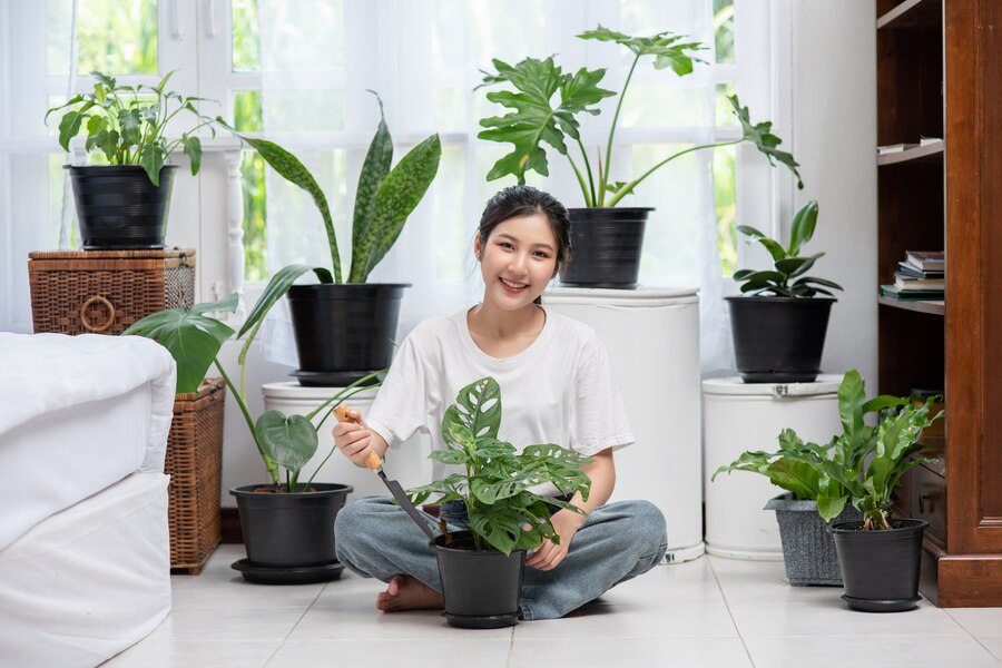 house plants for purifying air