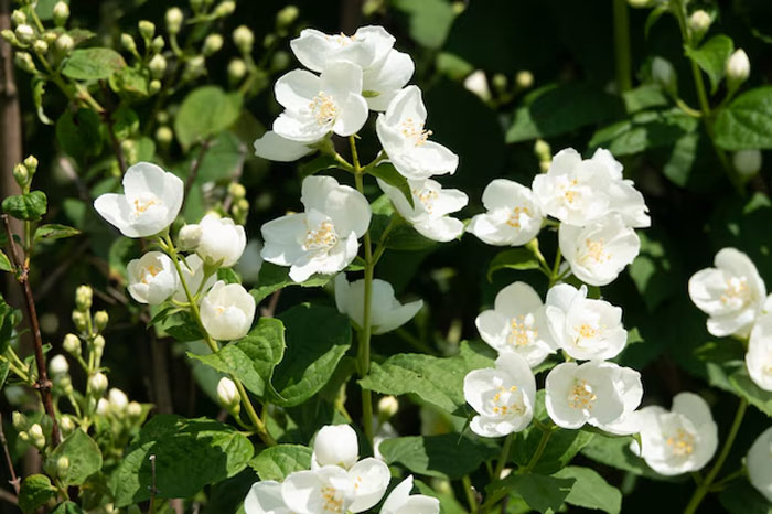 jasmine plants