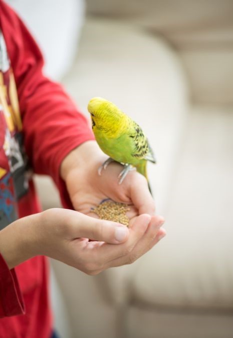 should you keep parrots in your home
