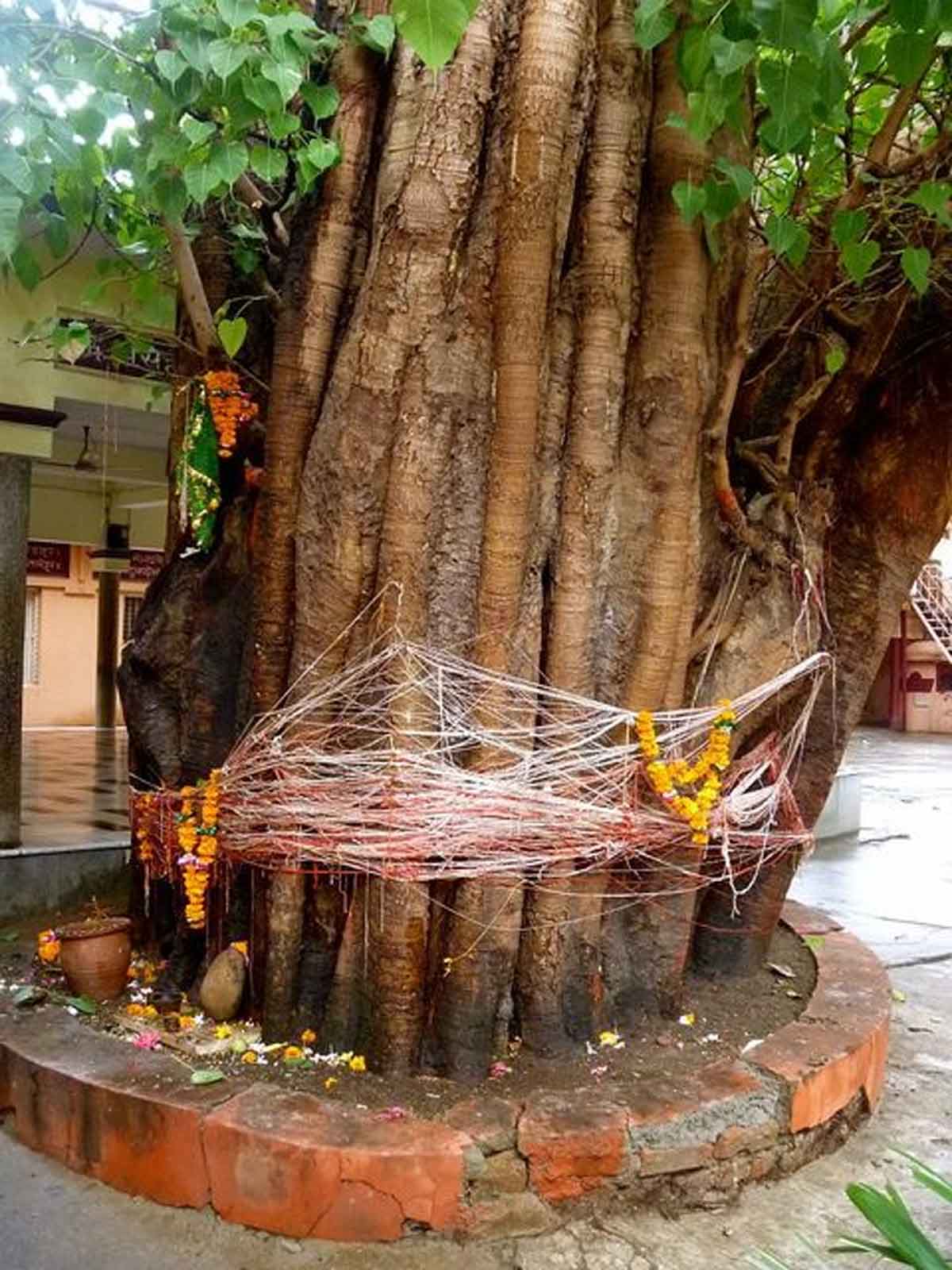 why people tie knot on tree in sheetla mata mandir in gurugram