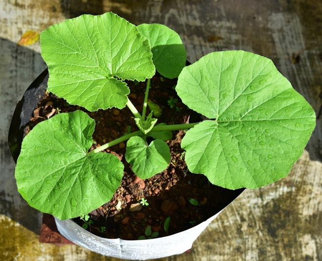 How do you grow pumpkins in a pot at home