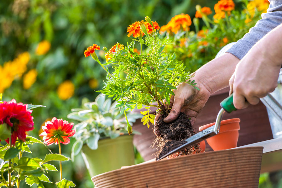 How to bloom flower in plant with orange powder