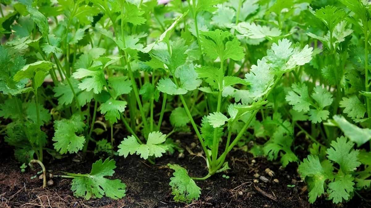 How to plant coriander in your garden