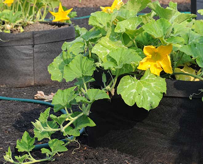 How you grow pumpkins in a pot at home
