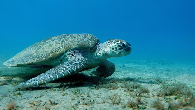 Marine National Park