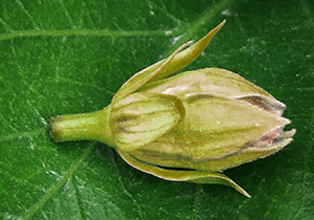 Why are my hibiscus buds turning yellow