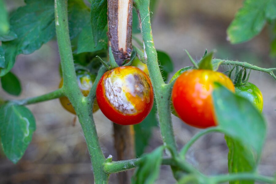 Why are my tomatoes flowering but not fruiting