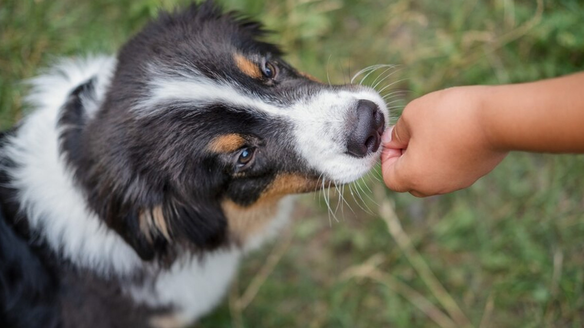 dog in dream meaning as per astrology