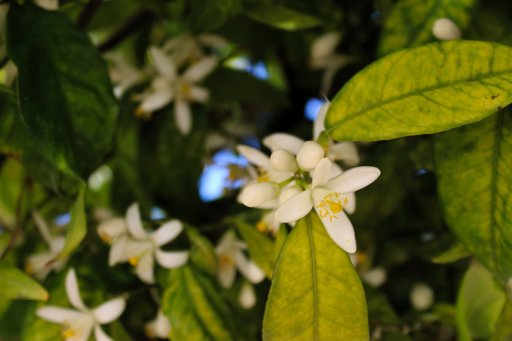 how to care jasmine plants leaves
