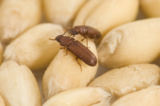 how to preserve grains from insect