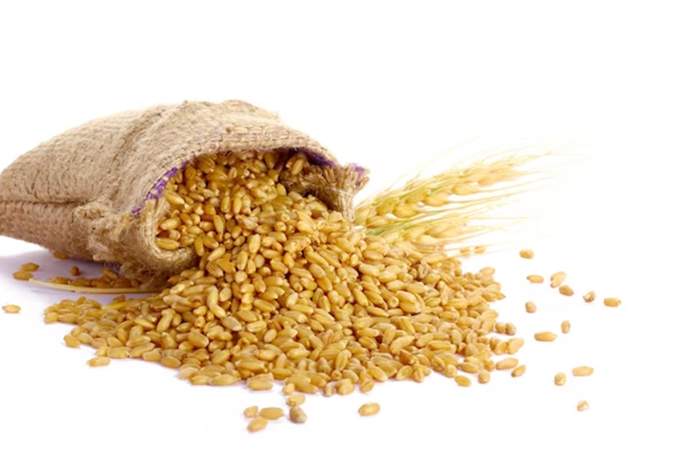 how to preserve grains from insects in hindi