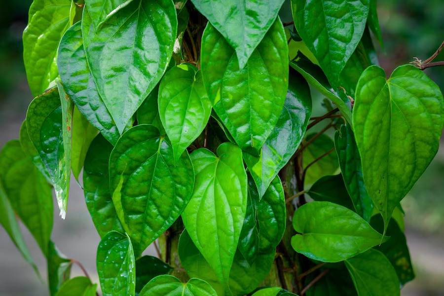 how to take care of betel leaf plant