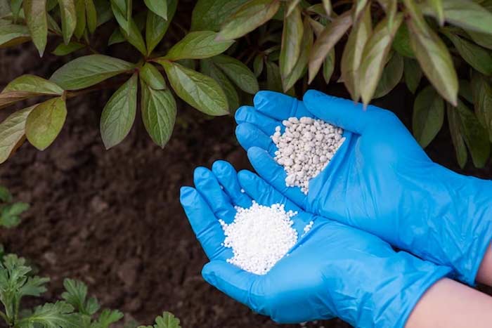 nitrogen rich fertilizer