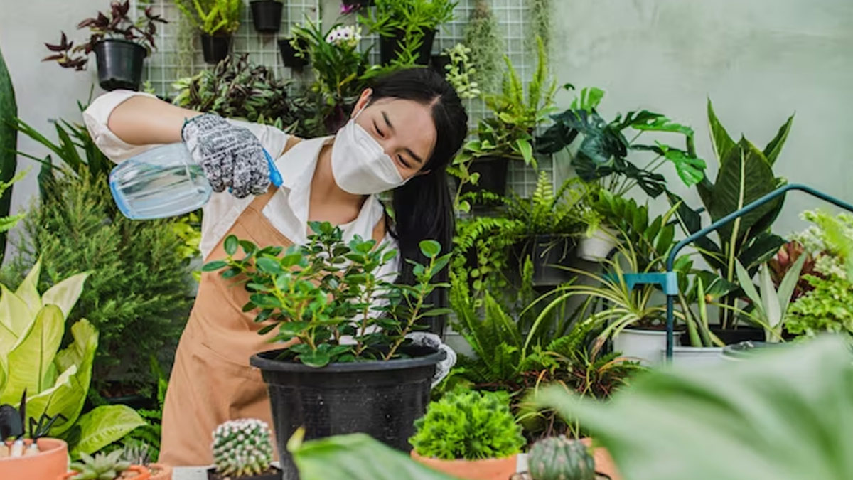 orange pulp fertilizer spray