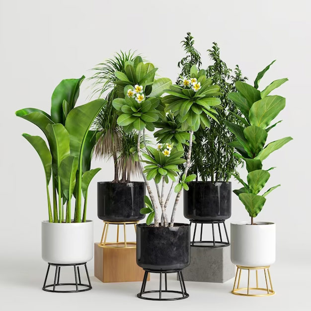 organic fertilizer for growing plants at home