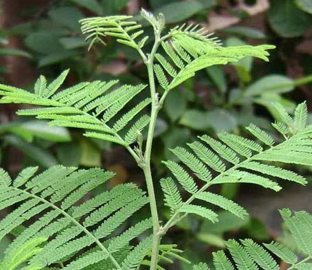 organic fertilizer for shami plant in summer