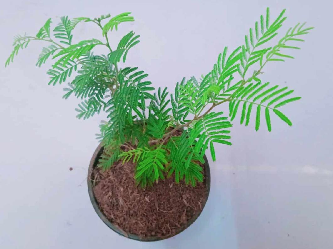 rules of keeping shami at home