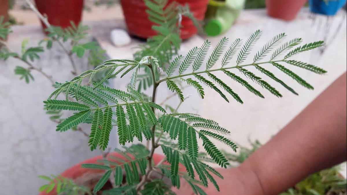 shami plant and shivling placement