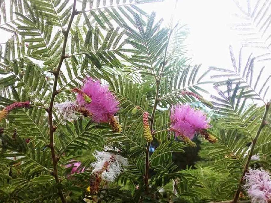 shami plant best direction